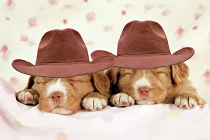 Scotia: DOG - Nova scotia duck tolling retriever puppies (6 weeks) w