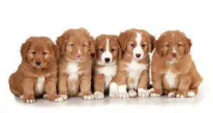 DOG - Nova Scotia Duck Tolling Retriever puppies ( 7 weeks o