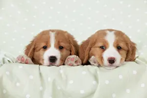 Tolling: DOG - Nova Scotia Duck Tolling Retriever puppies ( 7 weeks o