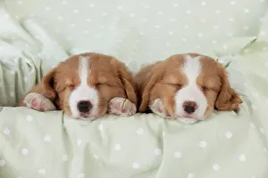 Tolling: DOG - Nova Scotia Duck Tolling Retriever puppies ( 7 weeks o