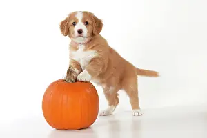 Tolling: DOG - Nova Scotia Duck Tolling Retriever puppies ( 7 weeks o