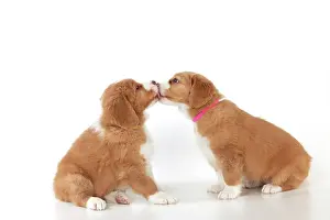 Tolling: DOG - Nova Scotia Duck Tolling Retriever puppies ( 7 weeks o