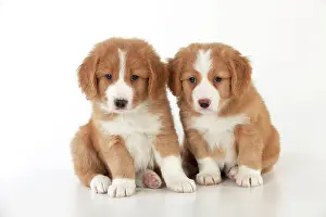 Tolling: DOG - Nova Scotia Duck Tolling Retriever puppies ( 7 weeks o
