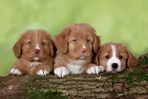 Tolling: DOG - Nova Scotia Duck Tolling Retriever puppies ( 7 weeks o