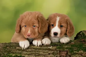 Tolling: DOG - Nova Scotia Duck Tolling Retriever puppies ( 7 weeks o