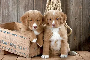 Friendships: DOG - Nova scotia duck tolling retriever puppy