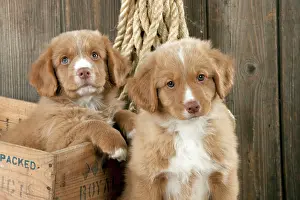 Friendships: DOG - Nova scotia duck tolling retriever puppy