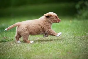 Tolling: DOG - Nova scotia duck tolling retriever puppy
