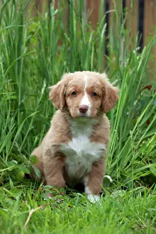 Tolling: DOG - Nova scotia duck tolling retriever puppy