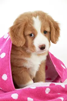 Naughty: DOG - Nova Scotia Duck Tolling Retriever puppy ( 7 weeks ol