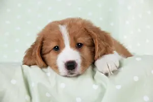 Tolling: DOG - Nova Scotia Duck Tolling Retriever puppy ( 7 weeks old