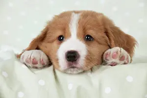 Tolling: DOG - Nova Scotia Duck Tolling Retriever puppy ( 7 weeks old