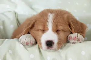 Tolling: DOG - Nova Scotia Duck Tolling Retriever puppy ( 7 weeks old