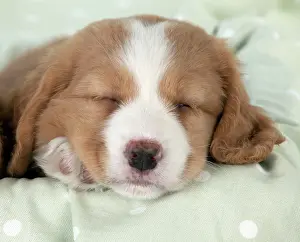 Innocent: DOG - Nova Scotia Duck Tolling Retriever puppy ( 7 weeks old