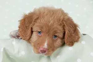 Innocent: DOG - Nova Scotia Duck Tolling Retriever puppy ( 7 weeks old
