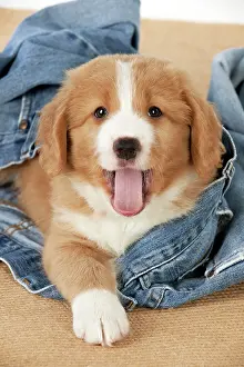 Tolling: DOG - Nova Scotia Duck Tolling Retriever puppy ( 7 weeks old