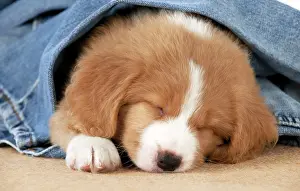 Tolling: DOG - Nova Scotia Duck Tolling Retriever puppy ( 7 weeks old