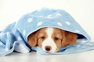Secret: DOG - Nova Scotia Duck Tolling Retriever puppy ( 7 weeks old