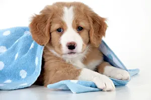 Tolling: DOG - Nova Scotia Duck Tolling Retriever puppy ( 7 weeks old