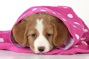 Secret: DOG - Nova Scotia Duck Tolling Retriever puppy ( 7 weeks old