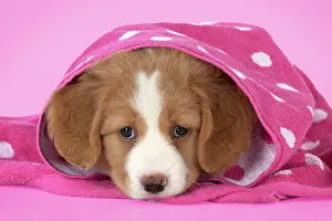 Tolling: DOG - Nova Scotia Duck Tolling Retriever puppy ( 7 weeks old