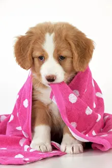 Snug: DOG - Nova Scotia Duck Tolling Retriever puppy ( 7 weeks old
