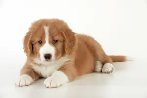 Tolling: DOG - Nova Scotia Duck Tolling Retriever puppy ( 7 weeks old