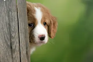 Peeping: DOG - Nova Scotia Duck Tolling Retriever puppy ( 7 weeks old