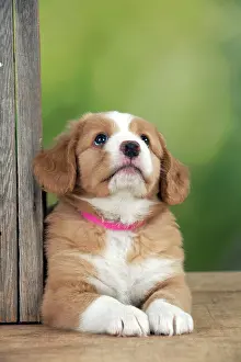 Tolling: DOG - Nova Scotia Duck Tolling Retriever puppy ( 7 weeks old