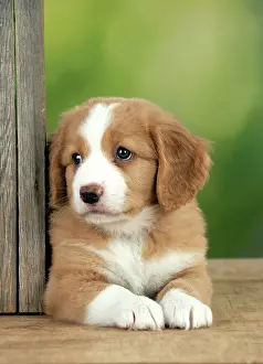 Tolling: DOG - Nova Scotia Duck Tolling Retriever puppy ( 7 weeks old