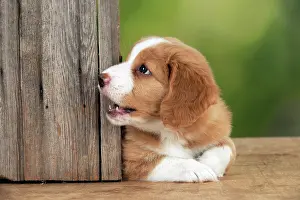 Tolling: DOG - Nova Scotia Duck Tolling Retriever puppy ( 7 weeks old