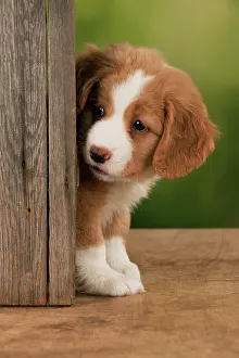 Peeping: DOG - Nova Scotia Duck Tolling Retriever puppy ( 7 weeks old