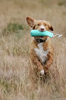 Retrieving: Dog. Nova Scotia Duck Tolling Retriever retrieving dummy