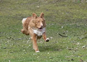 Scotia: DOG. Nova Scotia Duck Tolling Retriever running