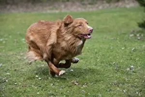 Scotia: DOG. Nova Scotia Duck Tolling Retriever running
