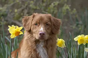 010519: DOG. Nova Scotia Duck Tolling Retriever in spring time