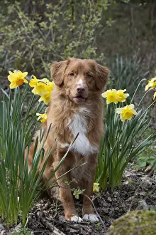 010519: DOG. Nova Scotia Duck Tolling Retriever in spring time