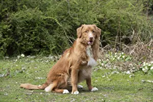 010519: DOG. Nova Scotia Duck Tolling Retriever in spring time
