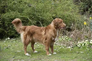 Scotia: DOG. Nova Scotia Duck Tolling Retriever in spring time