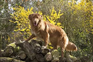 Scotia: DOG. Nova Scotia Duck Tolling Retriever in spring time