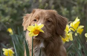 Scotia: DOG. Nova Scotia Duck Tolling Retriever in spring time