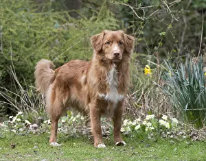 Scotia: DOG. Nova Scotia Duck Tolling Retriever in spring time