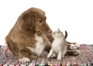 Choc: DOG. Nova Scotia Duck Tolling Retriever with Tiffanie