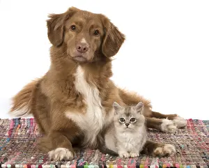 Choc: DOG. Nova Scotia Duck Tolling Retriever with Tiffanie