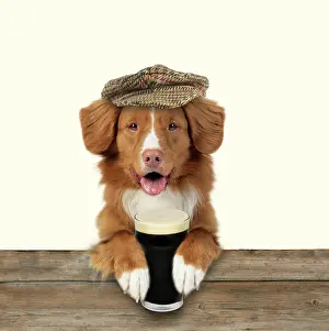 Beer: Dog - Nova Scotia Duck Tolling Retriever - wearing