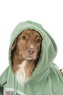 Scotia: DOG. Nova Scotia Duck Tolling Retriever wearing a Hoodie
