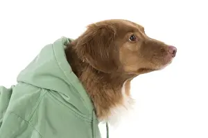Scotia: DOG. Nova Scotia Duck Tolling Retriever wearing a Hoodie