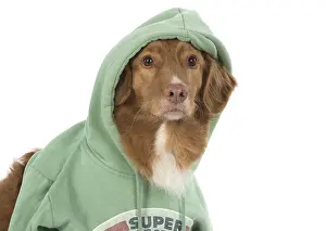 Scotia: DOG. Nova Scotia Duck Tolling Retriever wearing a Hoodie