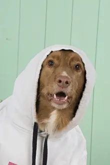 Shock: DOG. Nova Scotia Duck Tolling Retriever wearing a Hoodie