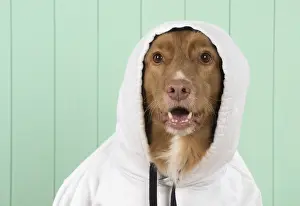 Shock: DOG. Nova Scotia Duck Tolling Retriever wearing a Hoodie